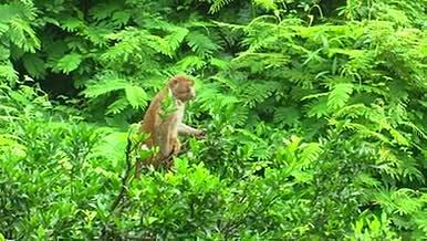 大山中蹲在石头上和蹲在树上的猴子视频的预览图